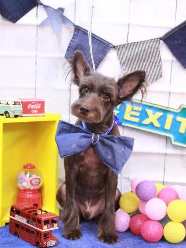 20230409コットンくん